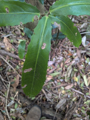 Wilkiea macrophylla, 2026-10-10