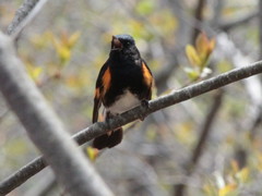 Setophaga ruticilla image