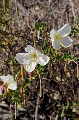 Oenothera albicaulis, 2026-10-08