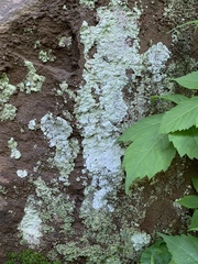 Lepraria normandinoides