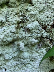 Lepraria normandinoides