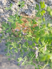 Fumaria bastardii