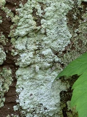 Lepraria normandinoides