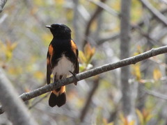Setophaga ruticilla image