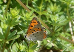 Lycaena phlaeas hypophlaeas
