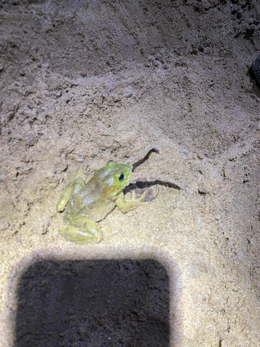 American Bullfrog