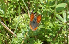 Lycaena phlaeas hypophlaeas