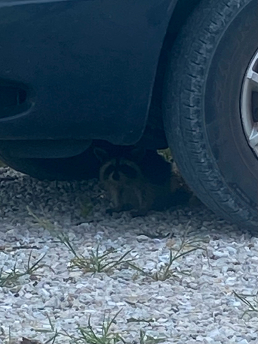 Common Raccoon