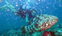 Epinephelus malabaricus