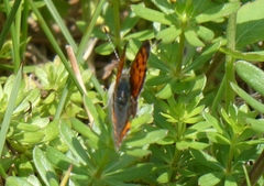 Lycaena phlaeas hypophlaeas