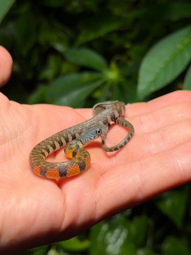 Xenochrophis trianguligerus observed 2026-10-07