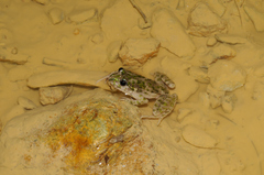 Pelodytes punctatus