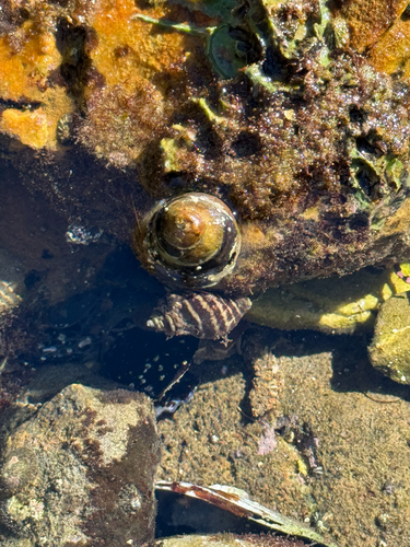 Nucella emarginata observed 2026-10-09
