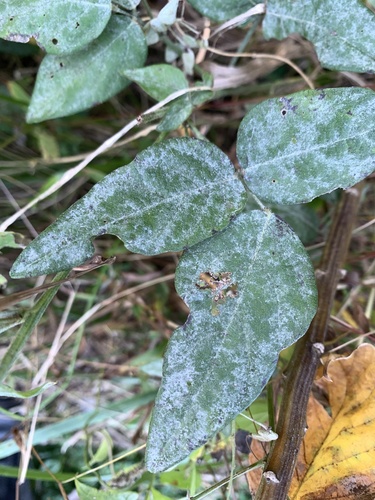 Erysiphe diffusa, 2026-10-09