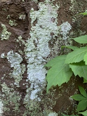 Lepraria normandinoides