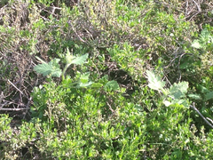 Phacelia malvifolia