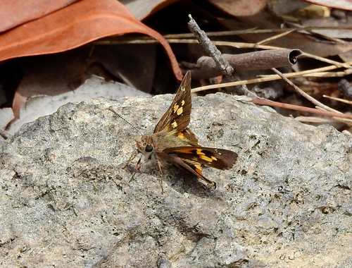 Heath Ochre