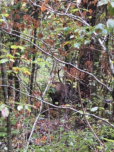 Red Deer