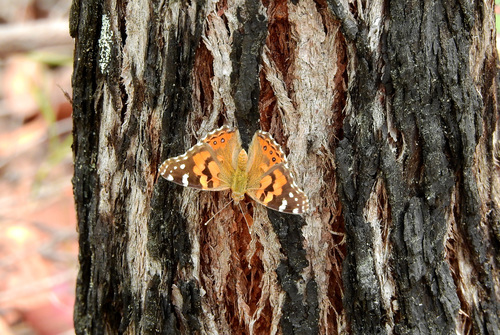 Australian Painted Lady