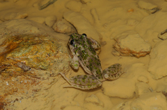 Pelodytes punctatus