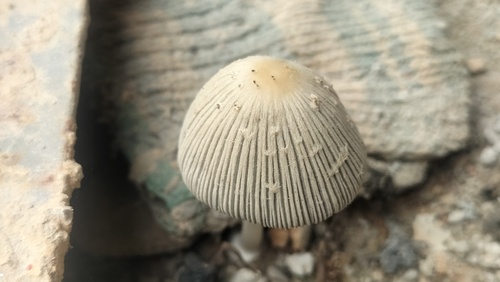 Coprinellus arenicola
