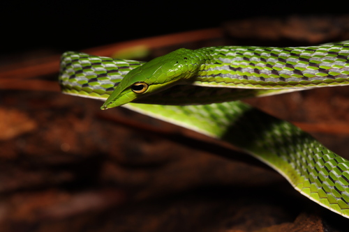 Long-nosed Whipsnake