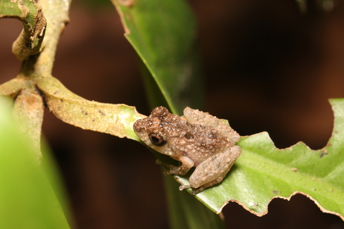 Kandian Shrub Frog