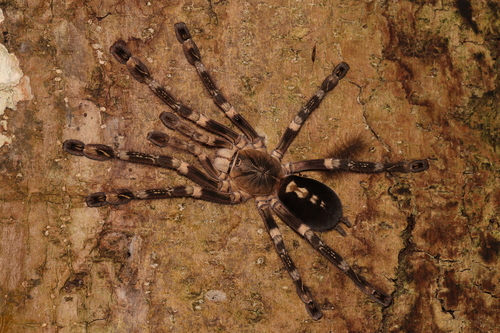 Ivory Ornamental Tarantula