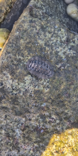 Liolophura japonica observed 2026-10-10