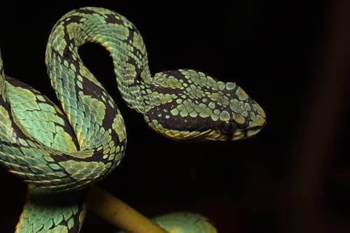Sri Lankan Green Pit Viper