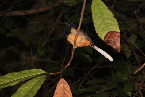 Sri Lanka Shama
