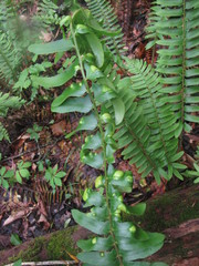 Taphrina polystichi