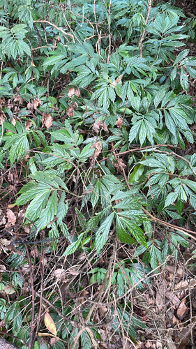 Elatostema lineolatum observed 2026-10-09