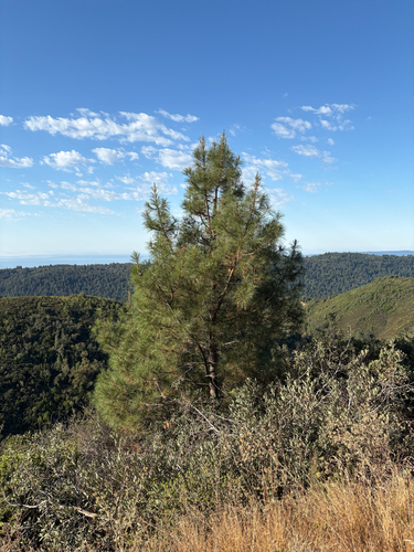 Pinus attenuata, 2026-10-05