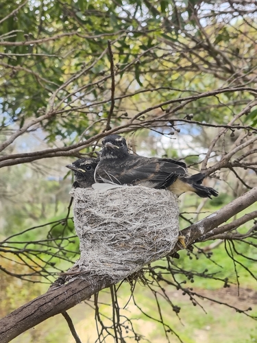 Willie Wagtail
