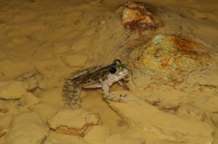 Pelodytes punctatus