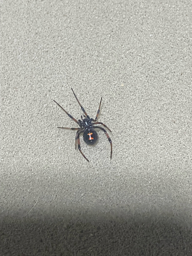 Northern Black Widow