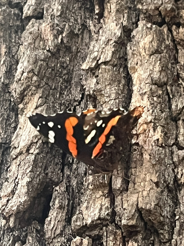 Red Admiral