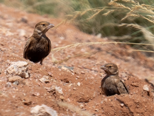 iNaturalist image