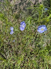 Evolvulus arizonicus