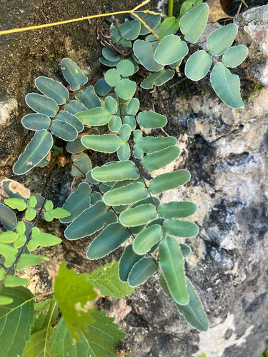 purple-stem cliffbrake