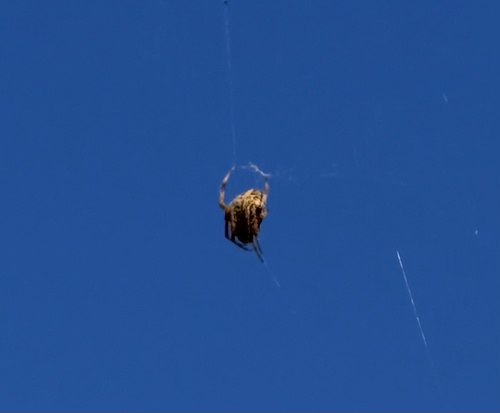 Spotted Orbweaver photo 5
