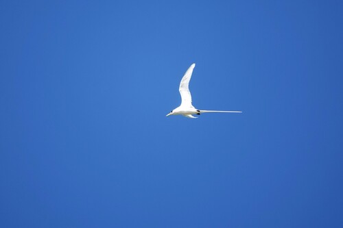 Phaethon lepturus observed 2026-10-09