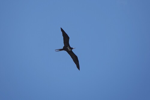 iNaturalist image