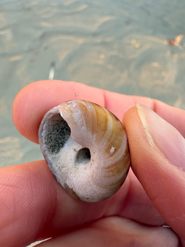 Tegula pulligo observed 2026-10-09