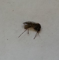Aedes squamiger
