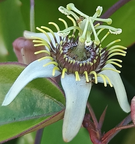 Passiflora suberosa observed 2026-10-09