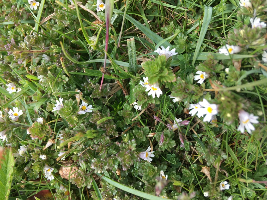 Confused Eyebright
