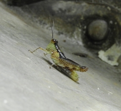 Paulinia acuminata