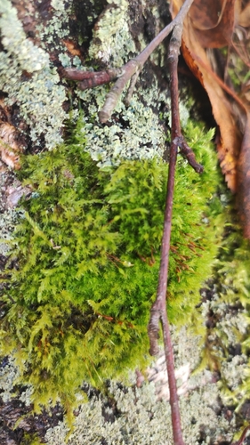 Pylaisia polyantha observed 2026-09-29